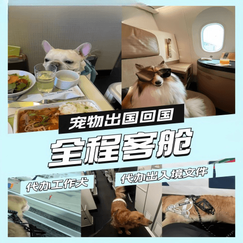 宁夏回族自治区宠物托运到白俄罗斯宠物入境规定和要求
