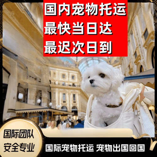 宁夏回族自治区到澳大利亚（澳洲）宠物入境规定和要求